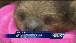 Vivien Leigh, a Baby Sloth From Pittsburgh, Is Very Relatable to Me Personally
